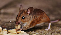 24 Hour & Emergency Exterminators in Portsmouth, NH